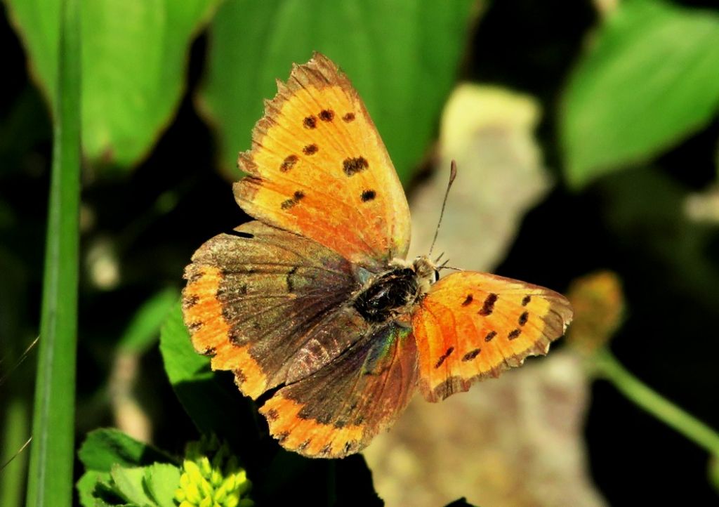 Lycaena phlaeas (Lycaenidae), femmina