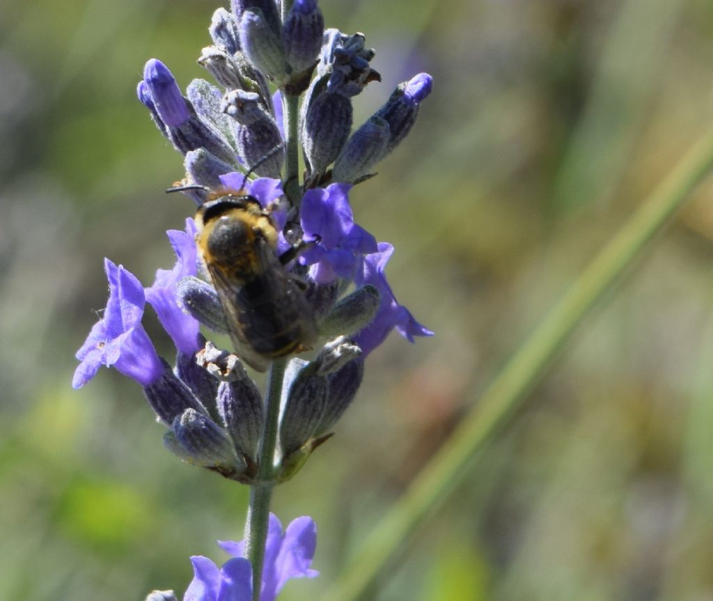 Megachile sp., Apidae Megachilinae