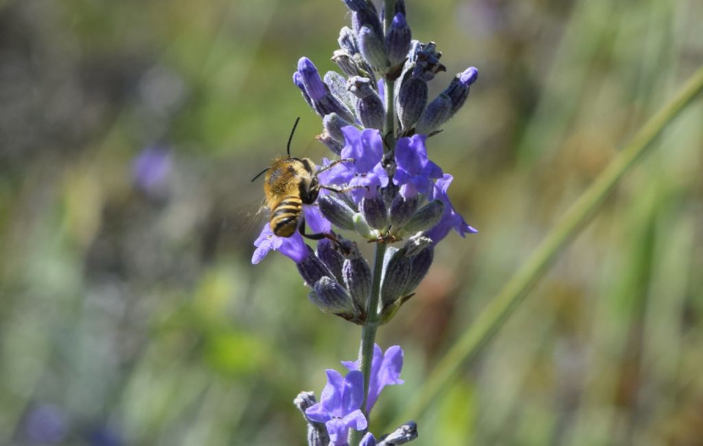 Megachile sp., Apidae Megachilinae