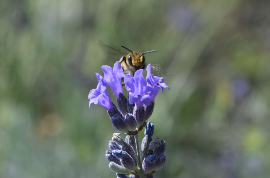 Megachile sp., Apidae Megachilinae