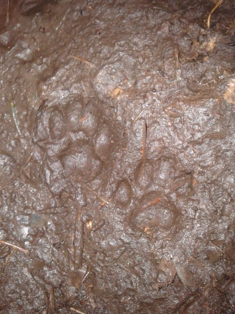 Impronte sul fango da Como