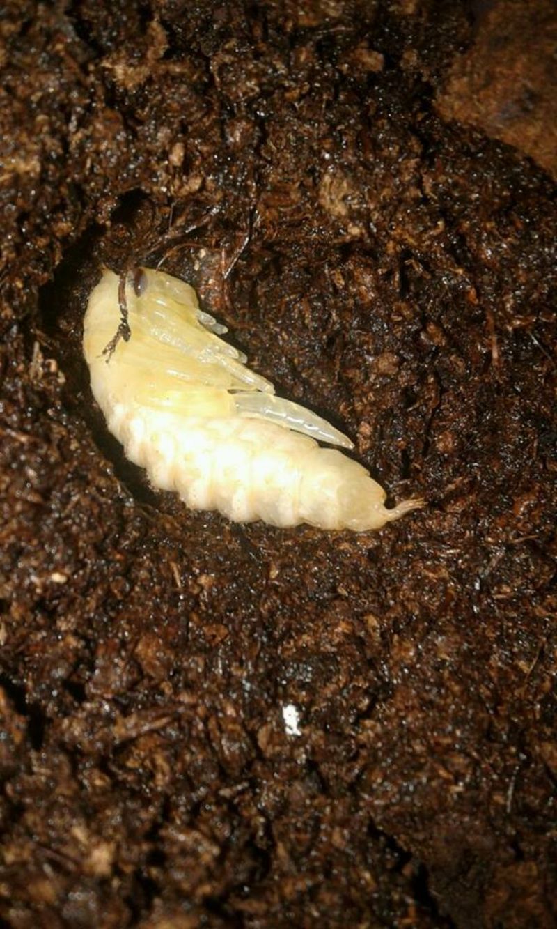 larva di ditisco enorme