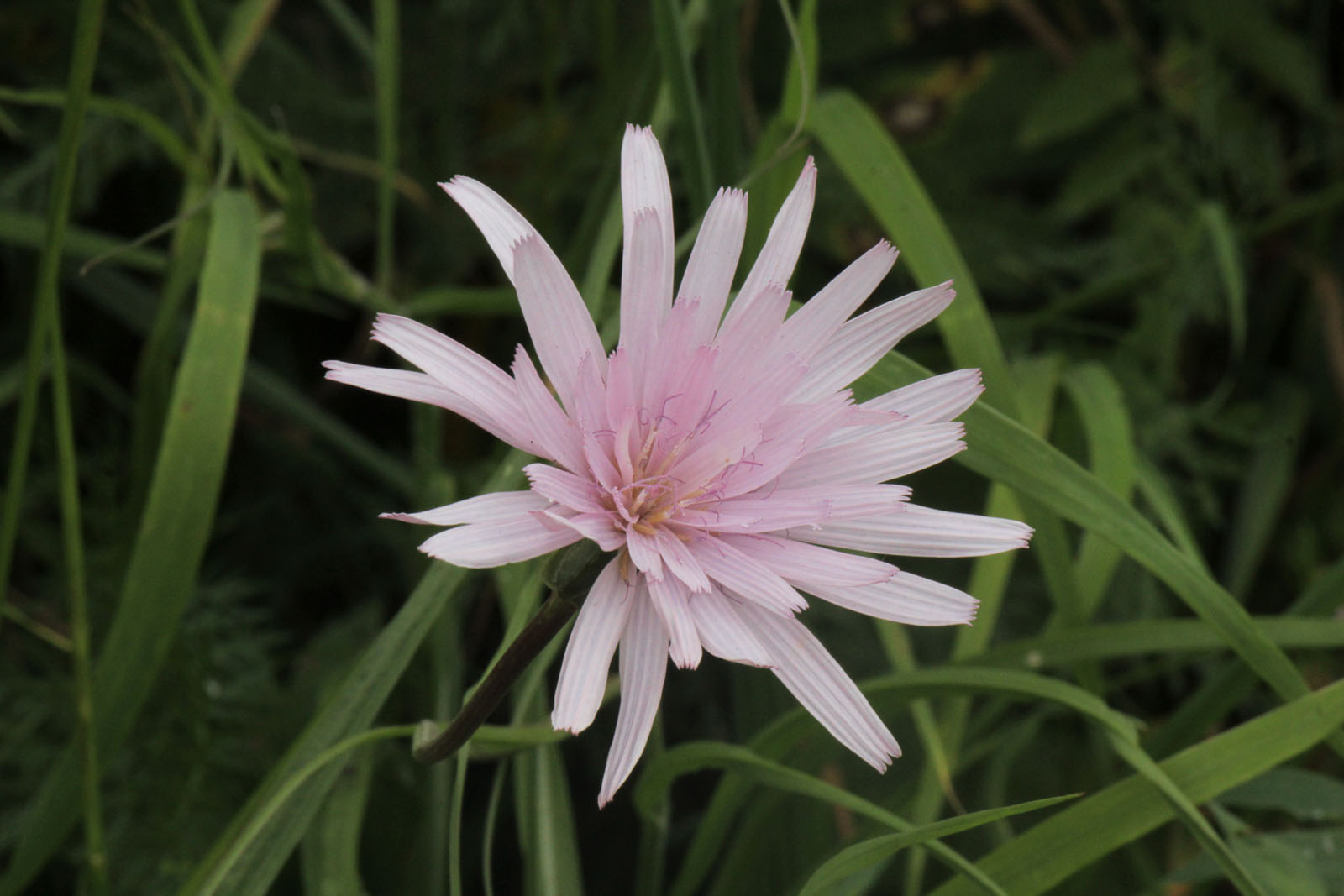 Podospermum sp.