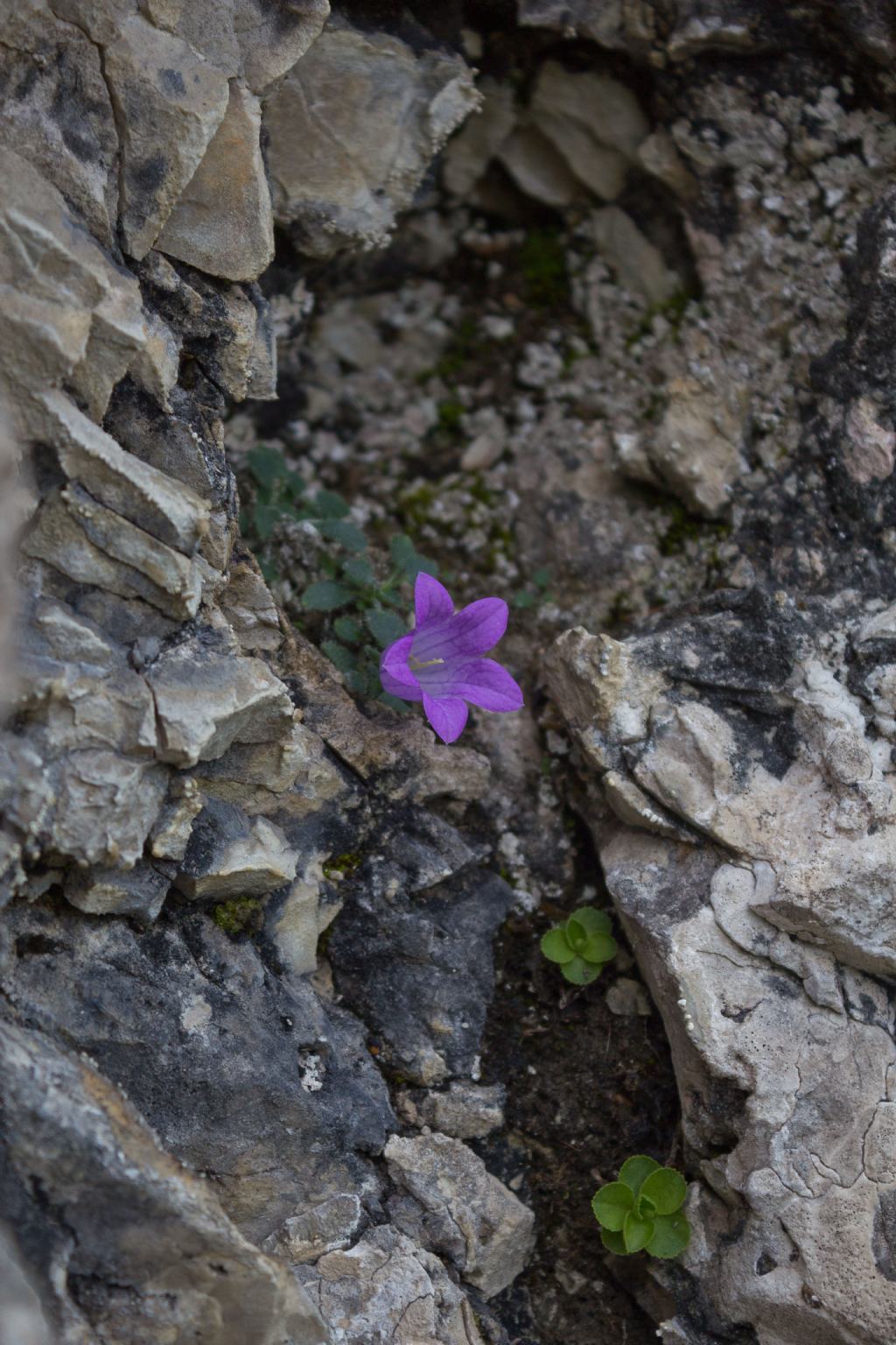 Campanula morettiana