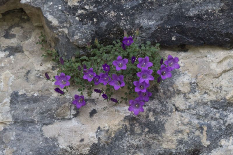 Campanula morettiana