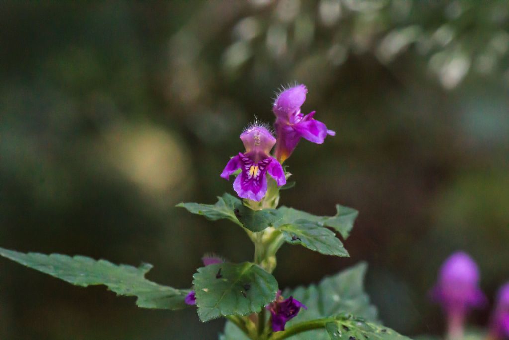 Galeopsis sp.(Lamiaceae)