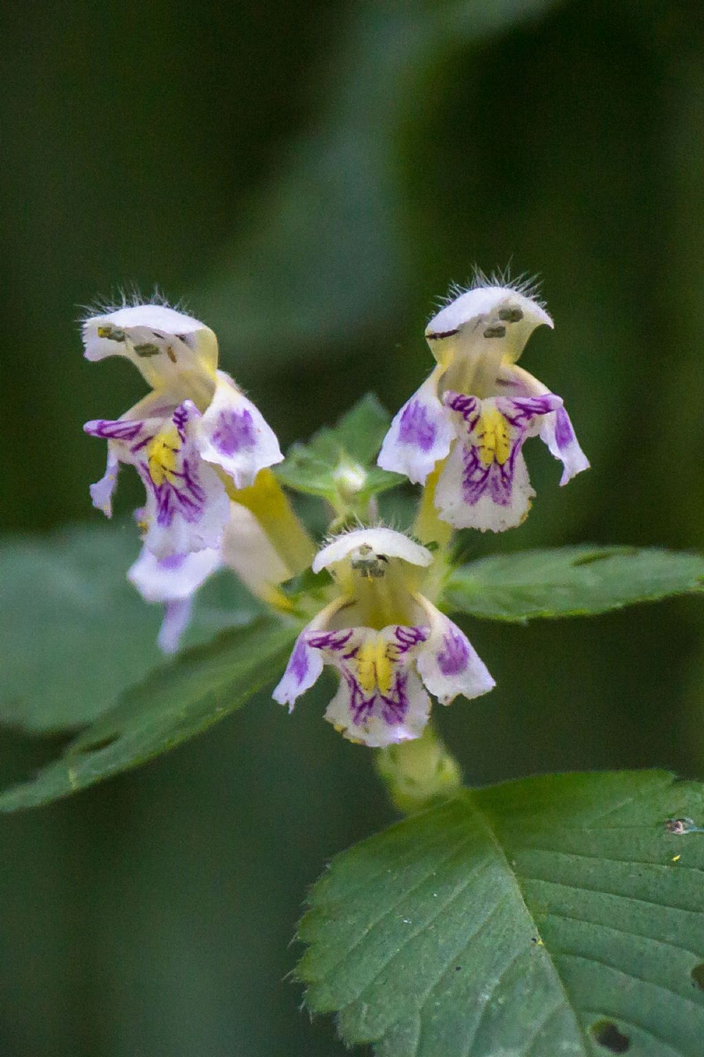 Galeopsis sp. (Lamiaceae)