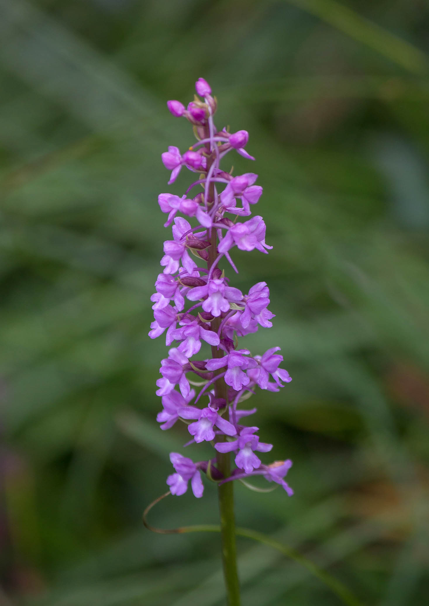 orchidea da identificare