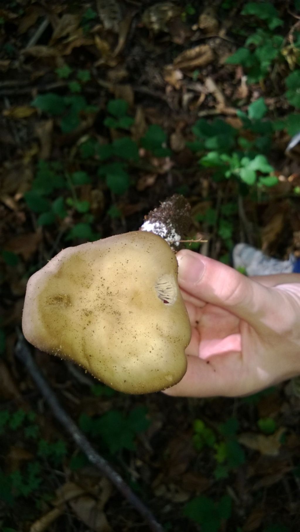 Entoloma?