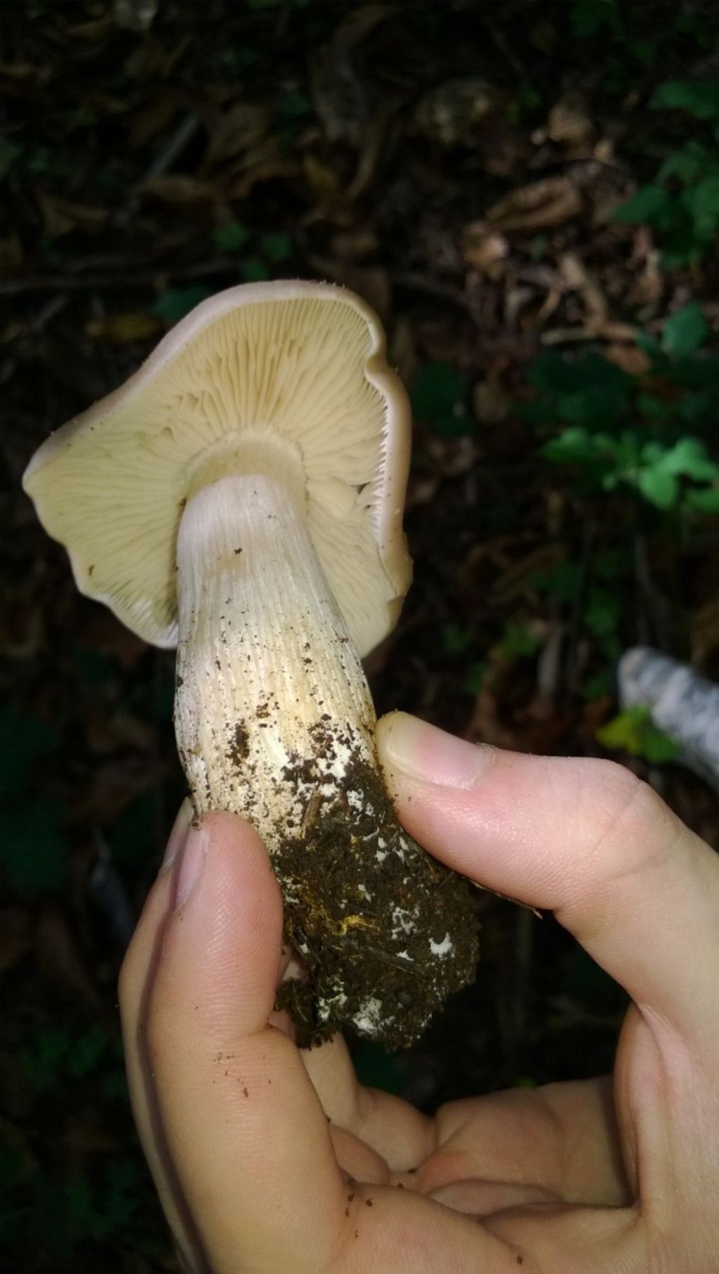 Entoloma?