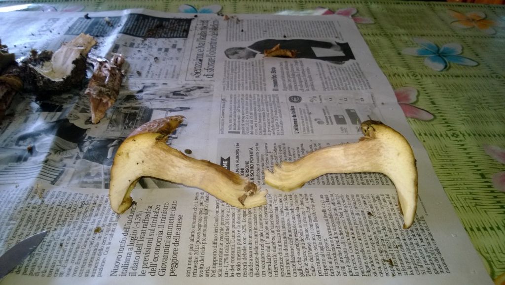 Suillus Bovinus?