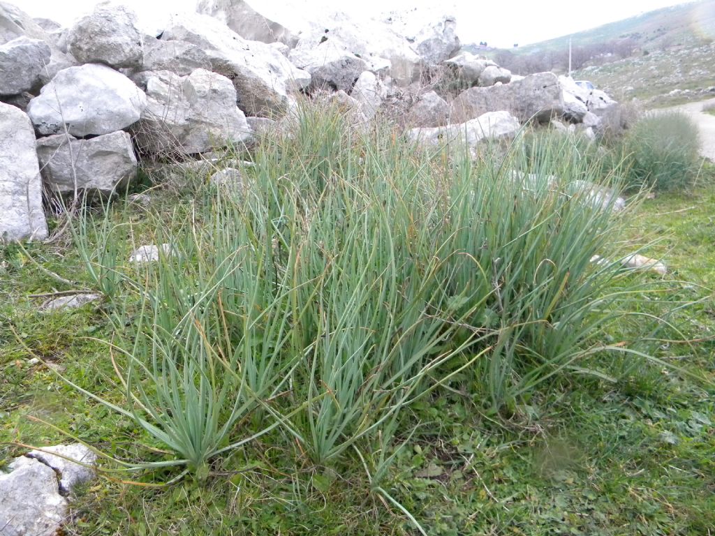 Asphodeline lutea