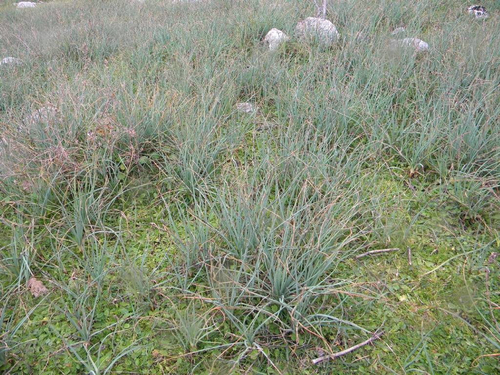 Asphodeline lutea