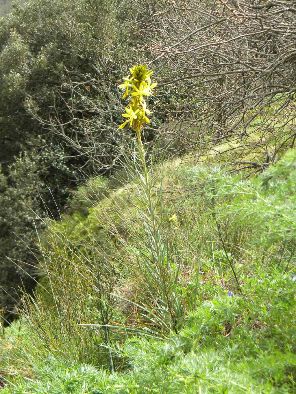 Asphodeline lutea