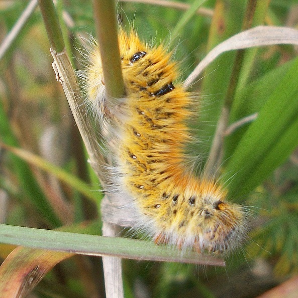 Lasiocampa (Pachygastria) trifolii