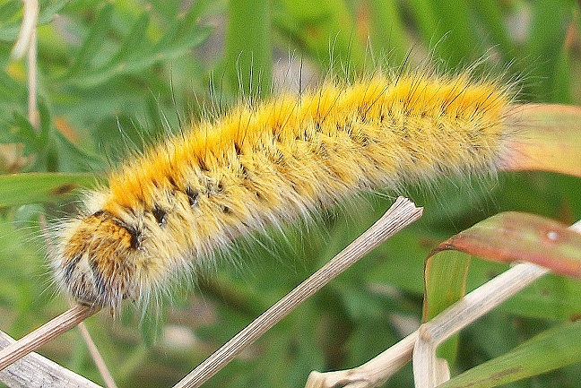 Lasiocampa (Pachygastria) trifolii