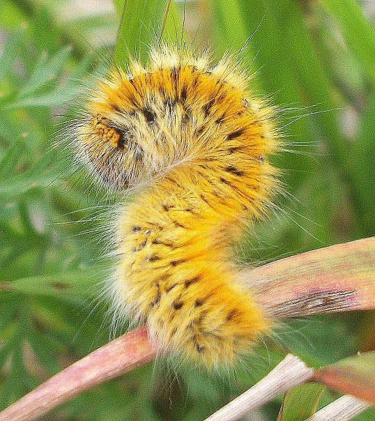 Lasiocampa (Pachygastria) trifolii