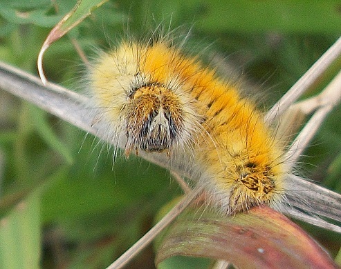 Lasiocampa (Pachygastria) trifolii