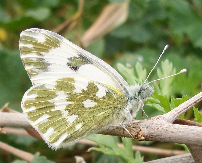 Pontia edusa