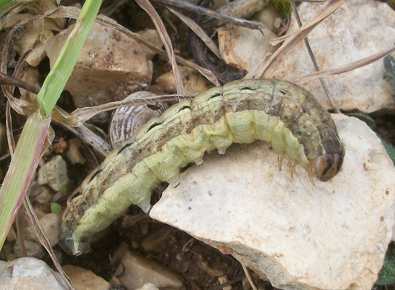 larva di Noctua pronuba