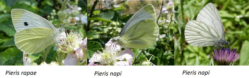 Pieris rapae e napi, Pieridae