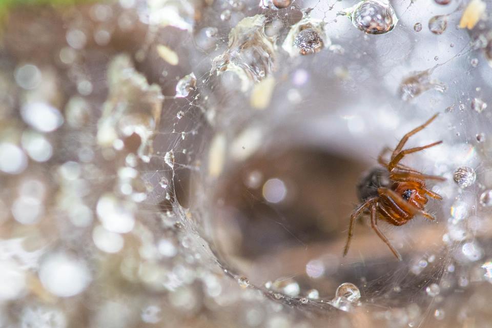 Agelenidae: Agelena cfr. labyrinthica -  Mattinata (FG)