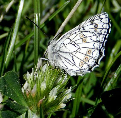 le prime Melanargia arge