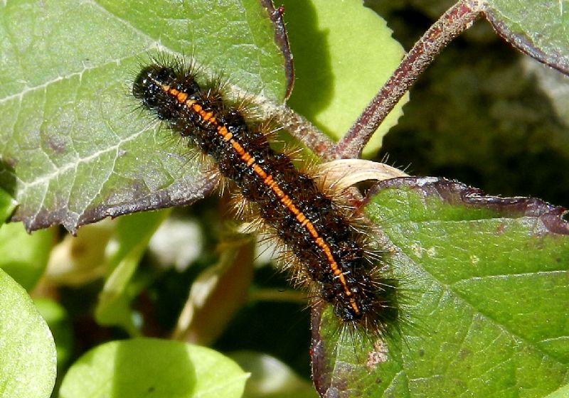 Coscinia striata - bruco