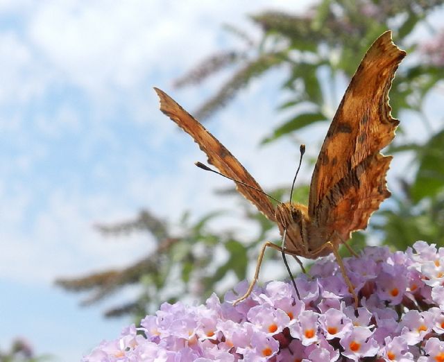 la bella Polygonia egea