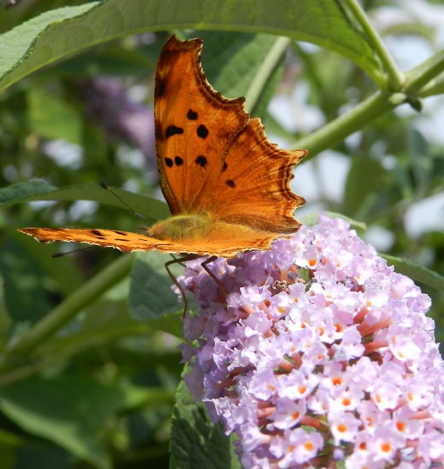 la bella Polygonia egea