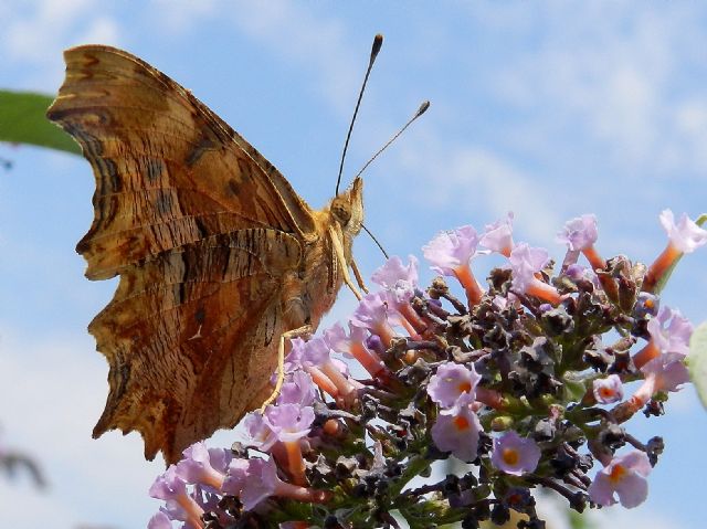 la bella Polygonia egea