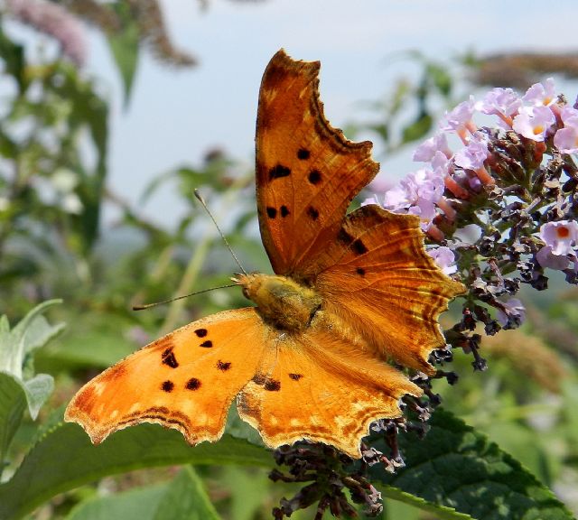 la bella Polygonia egea