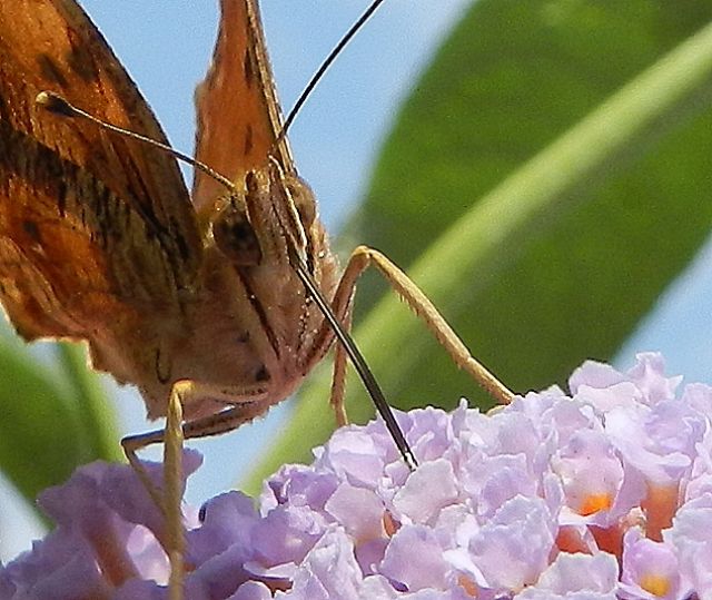 la bella Polygonia egea