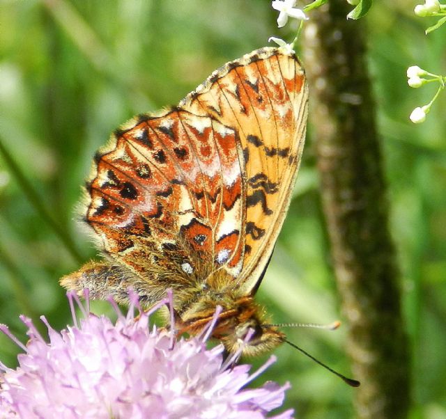 Boloria titania