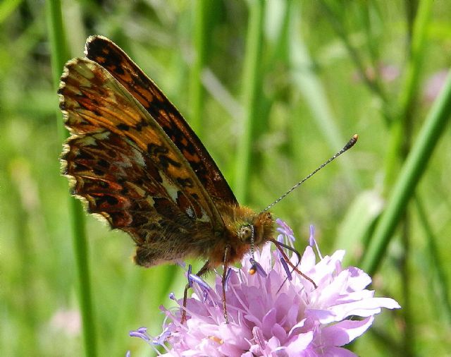 Boloria titania