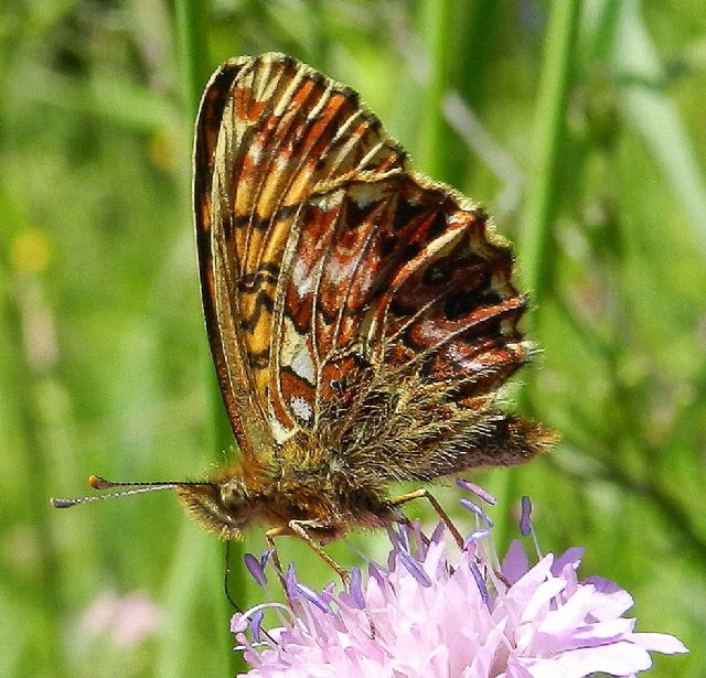 Boloria titania