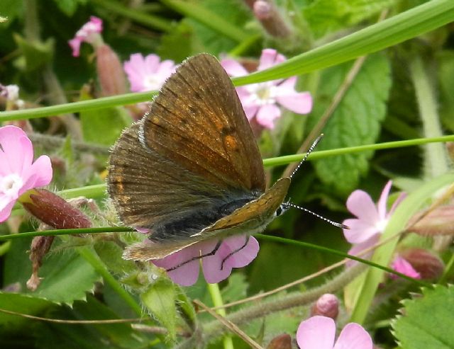 Lycaena hippothoe eurydame