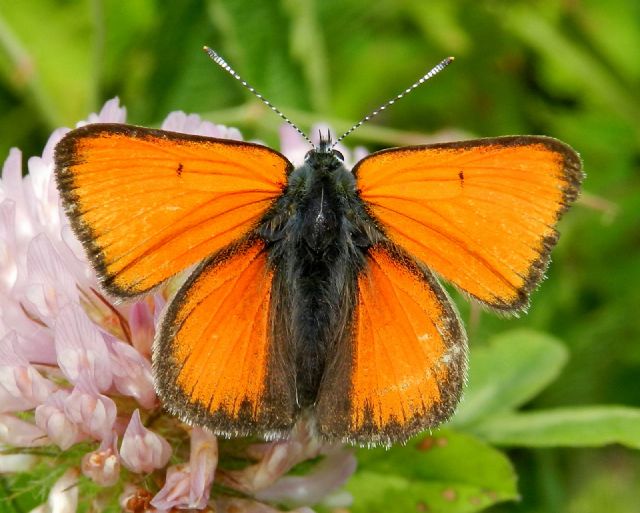 Lycaena hippothoe eurydame