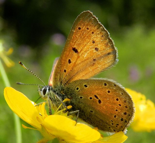 Lycaena hippothoe eurydame