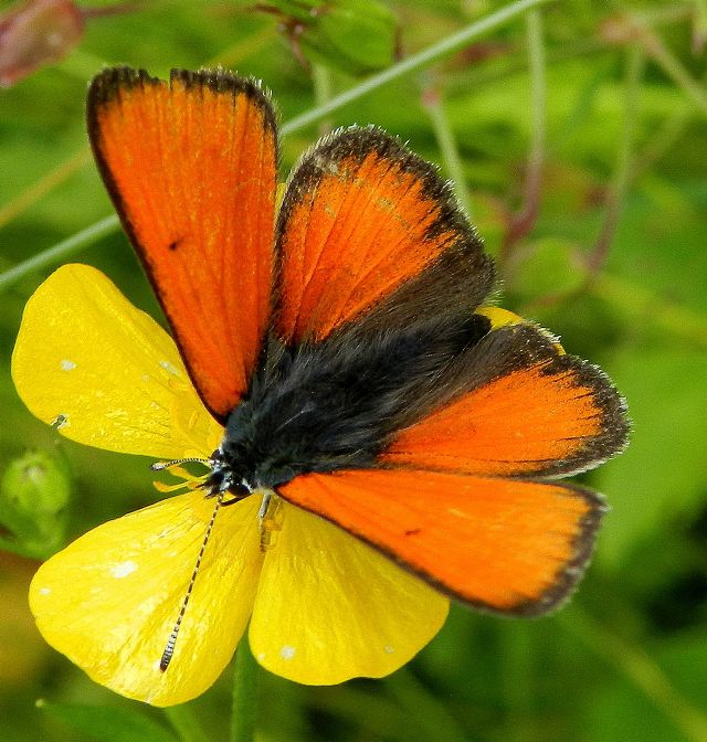 Lycaena hippothoe eurydame