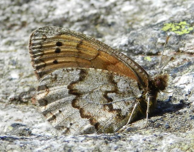 Erebia pandrose ? S