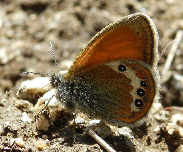 Coenonympha darwiniana