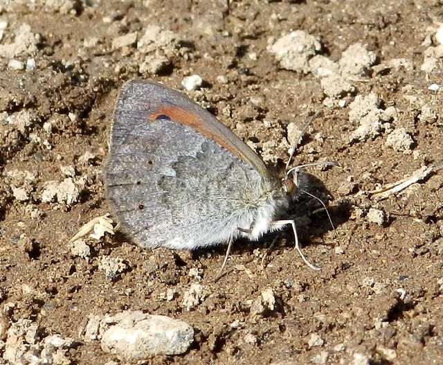 Erebia cassioides ?