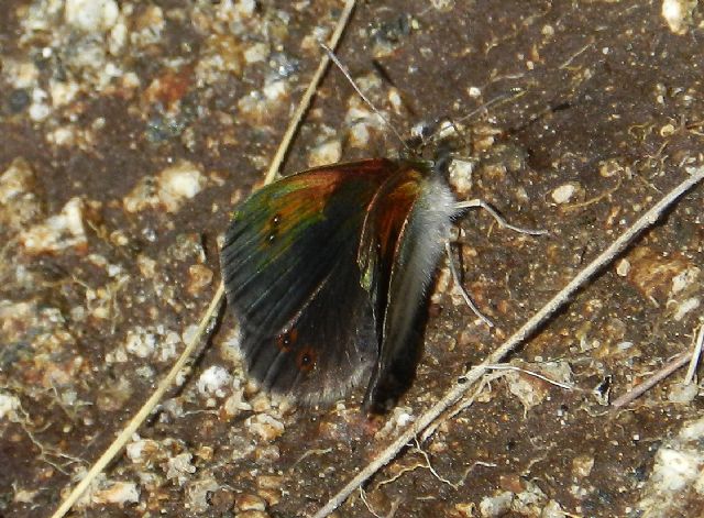 Erebia cassioides ?