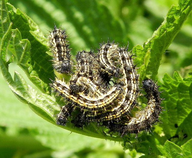 Bruco di Aglais urticae