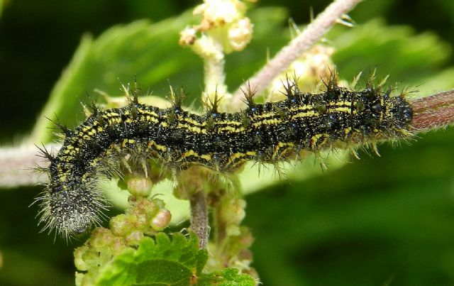 Bruco di Aglais urticae