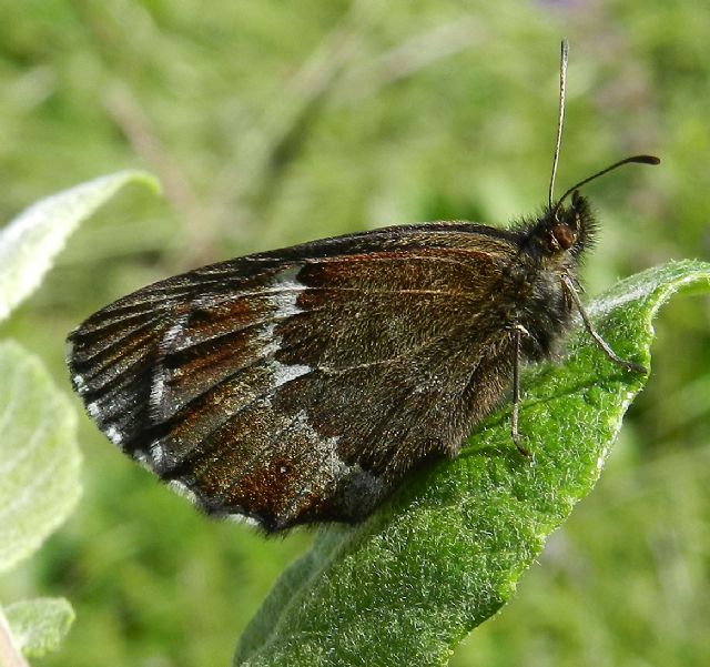 Erebia euryale ?