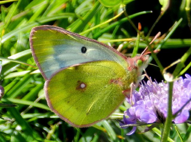 Colias phicomone ? S