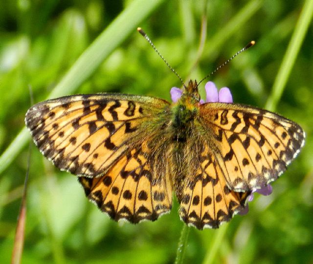 Boloria titania