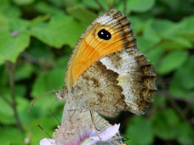 alcune foto di Pyronia cecilia